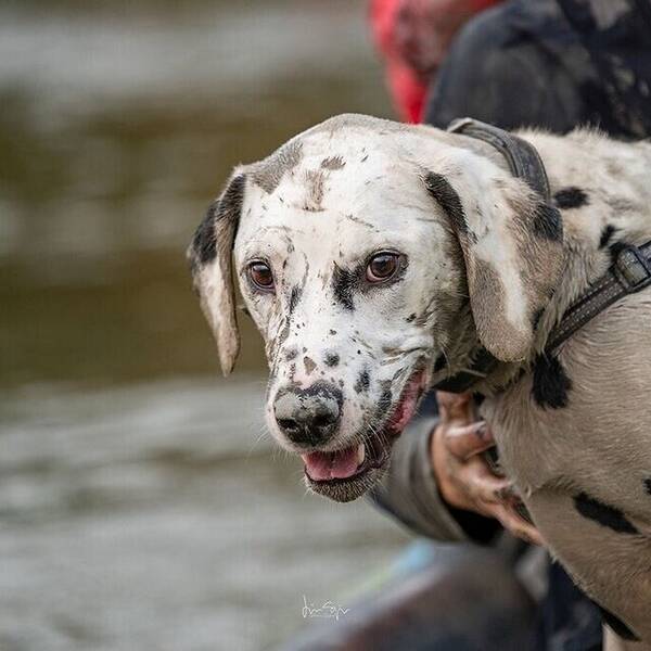 Hund - Dalmatinen Fabian