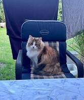 1/3 katter 1/3 katter