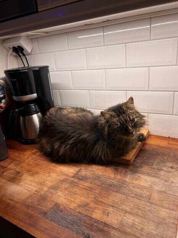 Katt - 2/3 katter