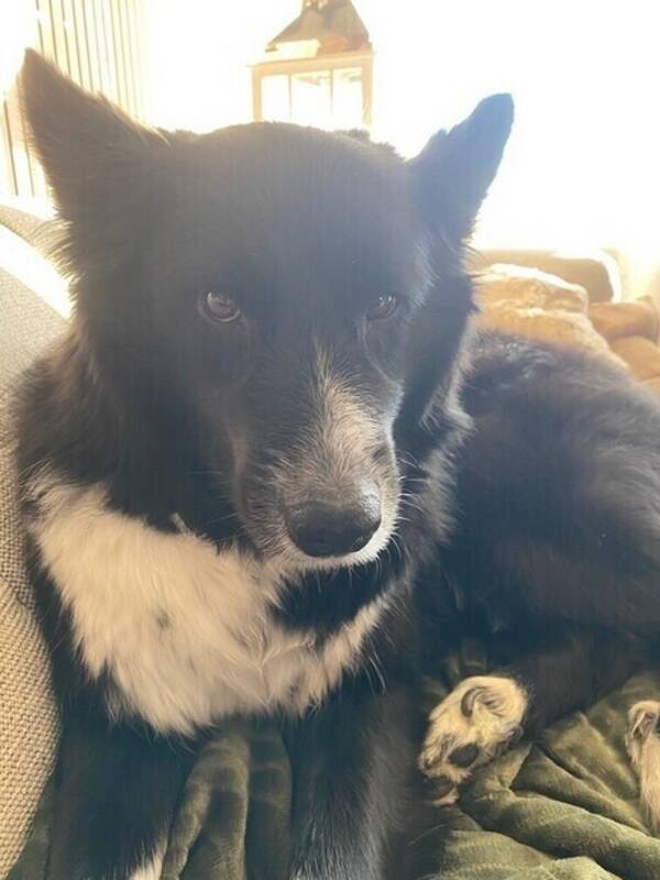 Hund - Boardercollie/samojed-Karma