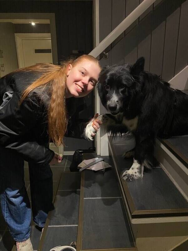 Hund - Boardercollie/samojed-Karma