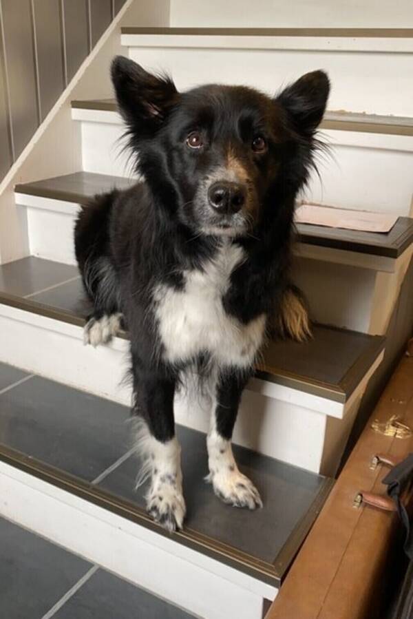 Hund - Boardercollie/samojed-Karma