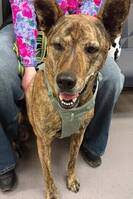 Blandras Malinois/holländsk herde + någo