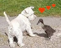 Dvärgschnauzern Thyra