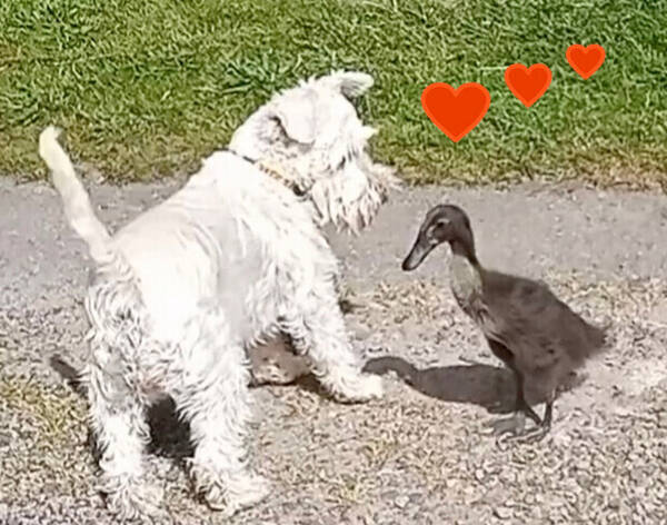 Hund - Dvärgschnauzern Thyra