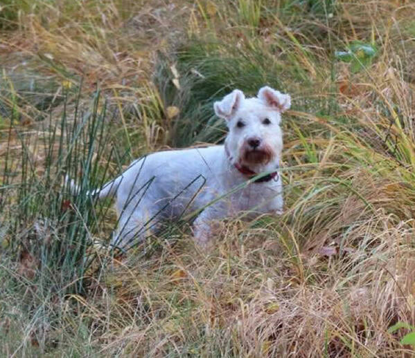 Hund - Dvärgschnauzern Thyra