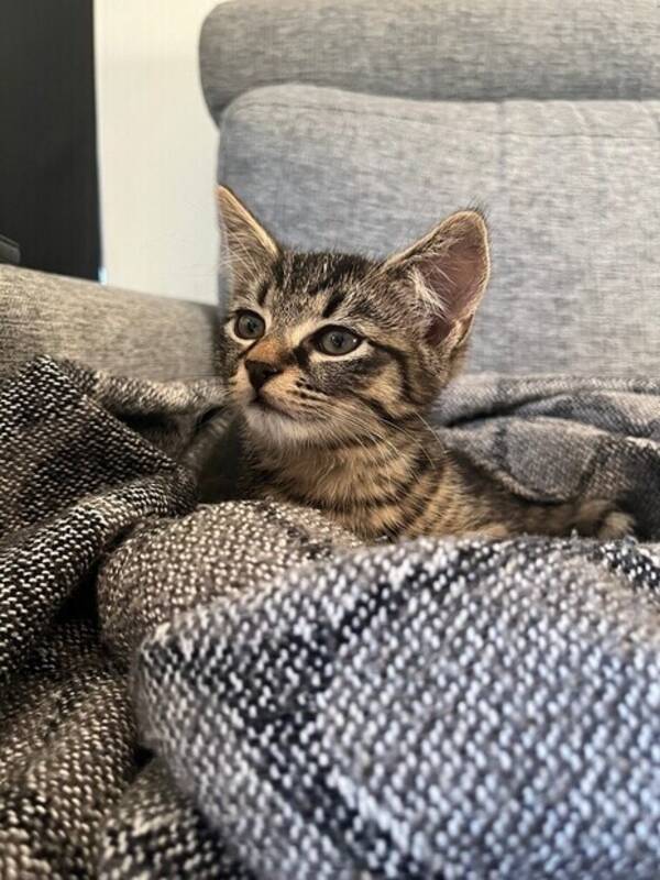 Katt - Bondkatten Zingo 