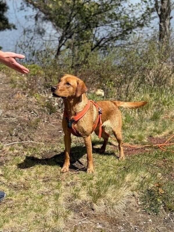 Hund - Jaktlabrador