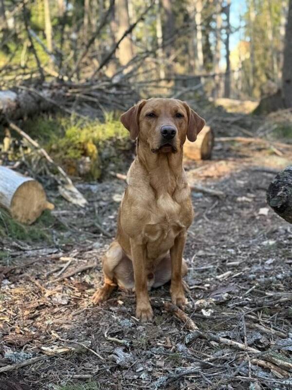 Hund - Jaktlabrador