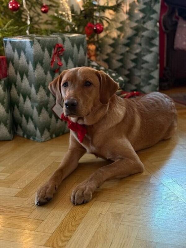 Hund - Jaktlabrador
