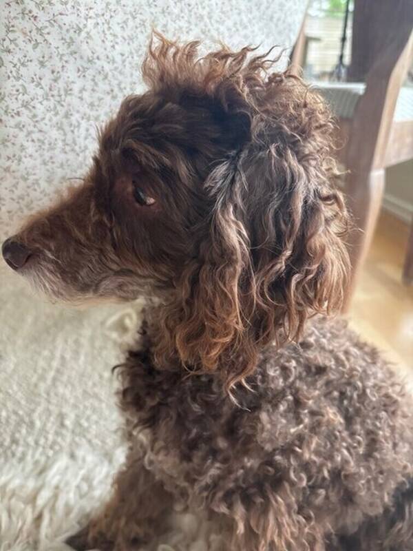 Hund - Pudeln Findus