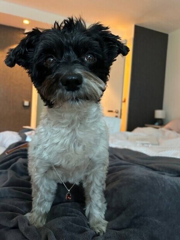 Hund - Hamlet