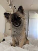 Long-haired Chihuahua