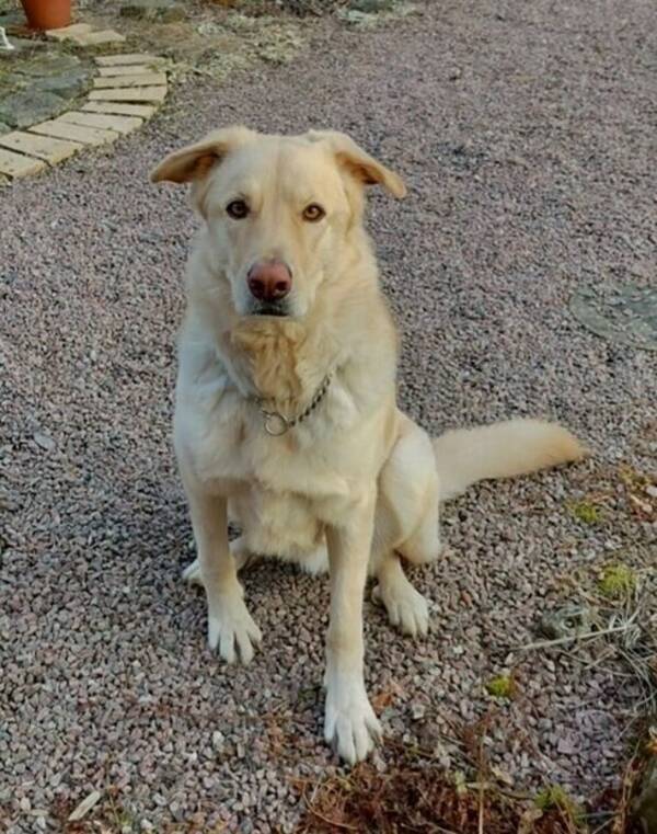 Hund - Scooby