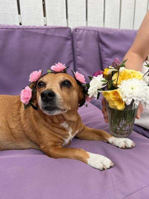 Hund - Terriermix Kira