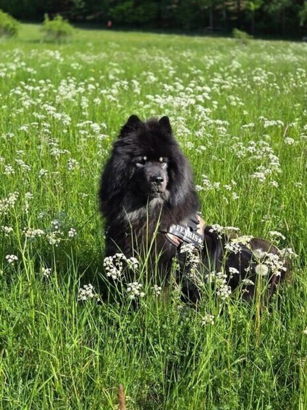 Hund - Eurasiern Fenris