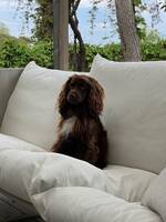 Cockerpoo Cockerpoo
