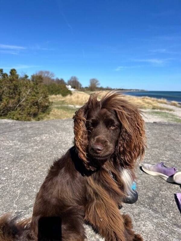 Hund - Cockerpoo