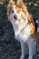 Border collie
