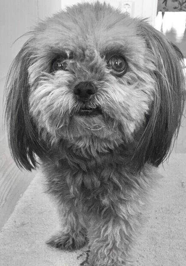 Hund - Stella