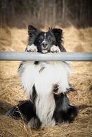 Shetland sheepdog Stitch 