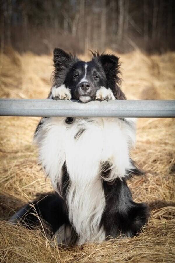 Hund - Shetland sheepdog Stitch 