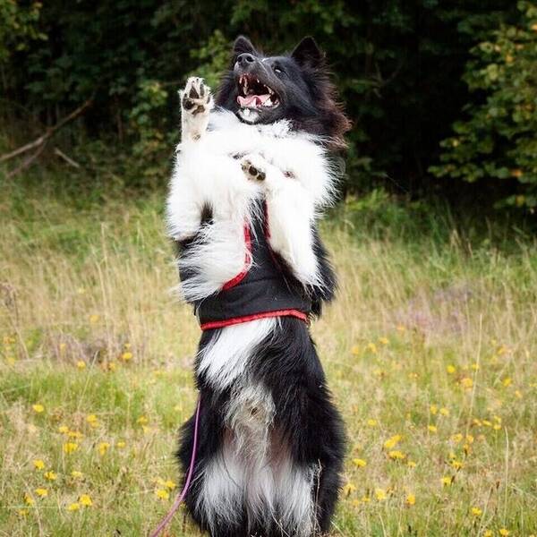 Hund - Shetland sheepdog Stitch 