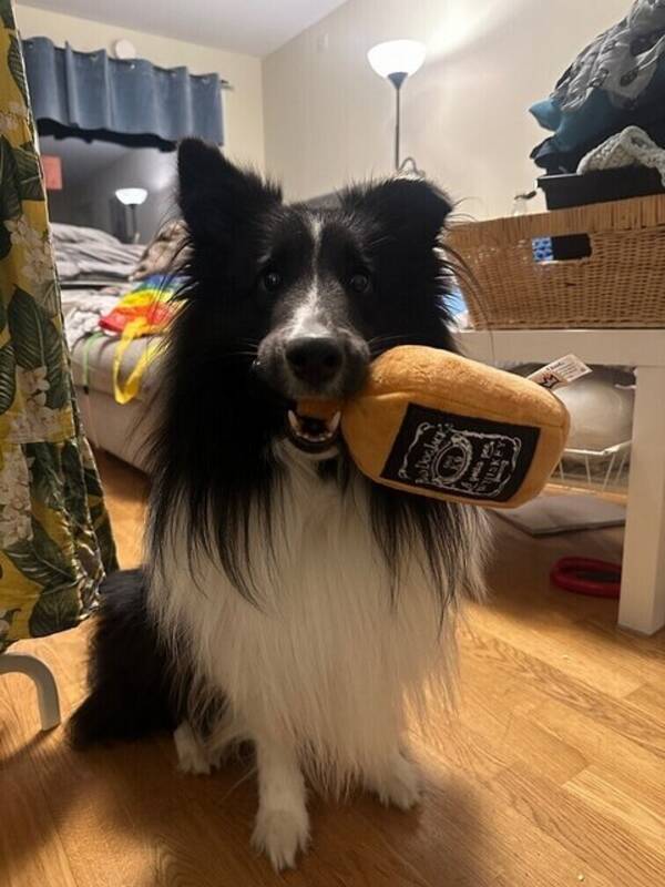 Hund - Shetland sheepdog Stitch 
