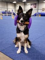 Border collie Sälka