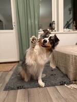 Australian shepherd Asta