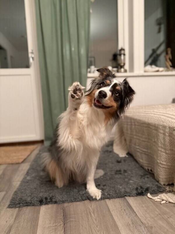 Hund - Australian shepherd Asta 
