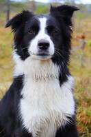 Australian shepherd Lovi