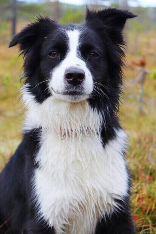 Hund - Australian shepherd Lovi 