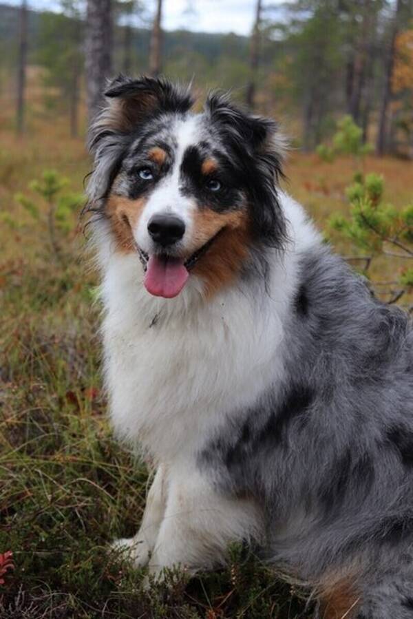 Hund - Australian shepherd Asta 