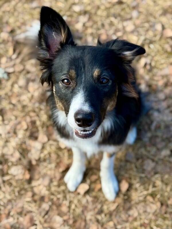 Hund - Border collie Sälka 
