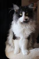 Norsk skogkatt Älva 