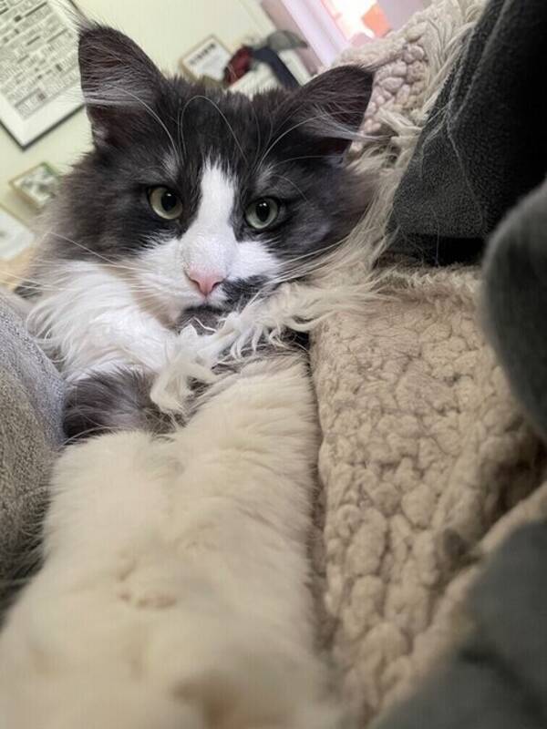 Katt - Norsk skogkatt Älva 