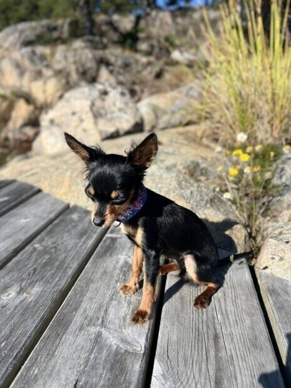 Hund - Vera 1kg 2 år