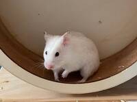 Guldhamstern Winnie Guldhamstern Winnie