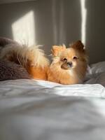 Pomeranien/ bichon havanes Hilda.