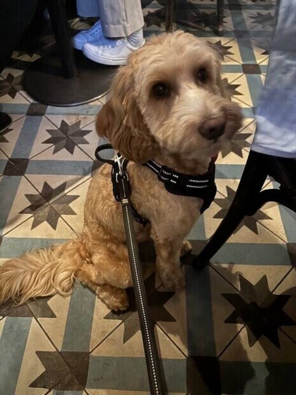 Hund - Frans 1 år