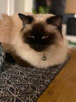 Katten Sötnos