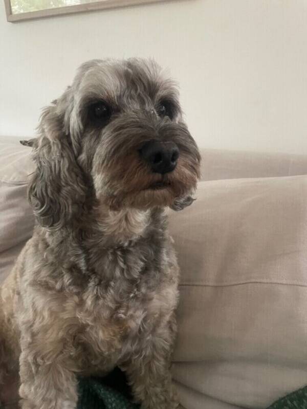 Hund - Cockerpoon Ester