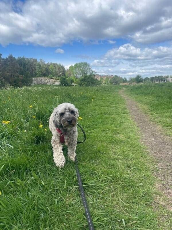 Hund - Cockerpoon Ester