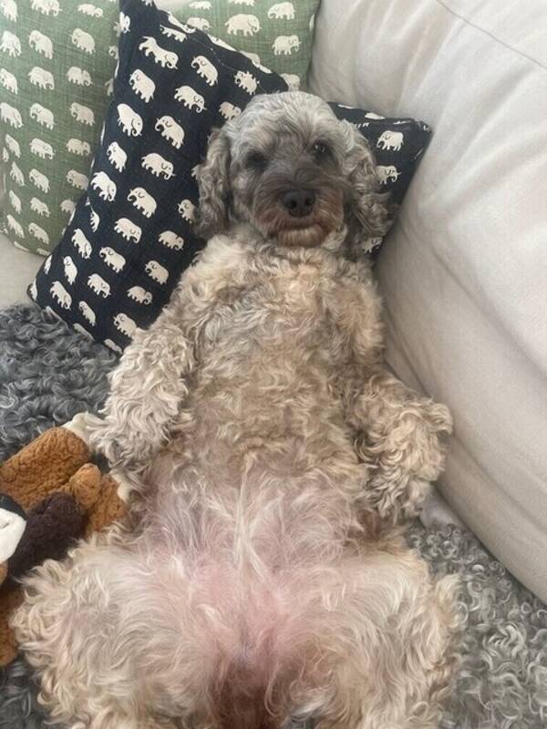 Hund - Cockerpoon Ester