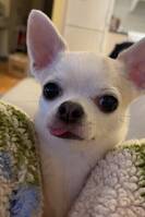 Chihuahua Monki