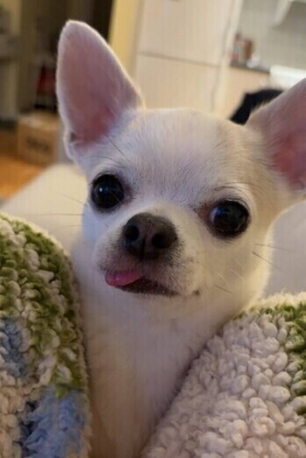 Hund - Chihuahua Monki