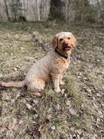 Labradoodle Ellen