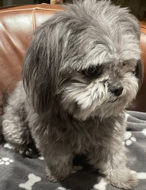 Hund - Stella