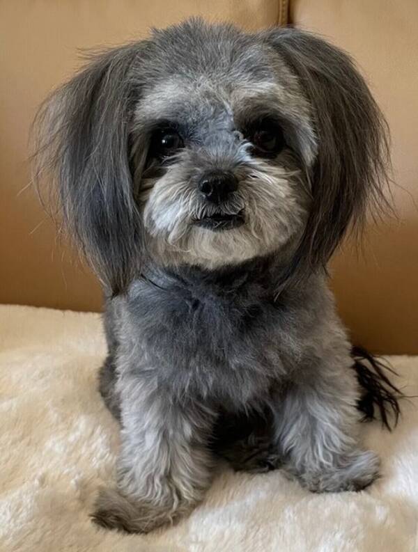 Hund - Stella